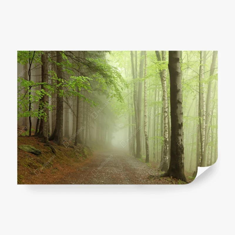 Carta da parati sentiero nella foresta avvolto dalla nebbia