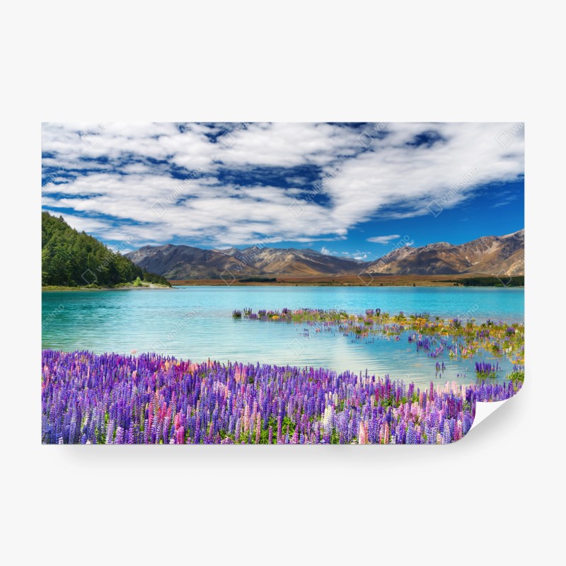 Carta da parati campi di lupini sul Lago Tekapo