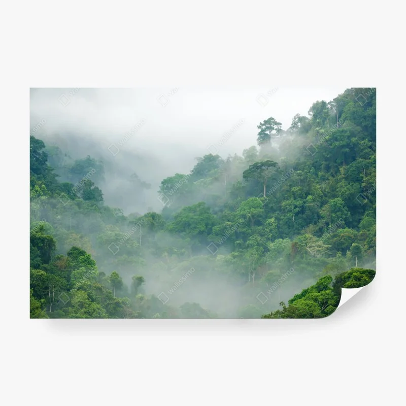 Carta da parati nebbia mattutina nella foresta pluviale di Kaeng Krachan, Thailandia