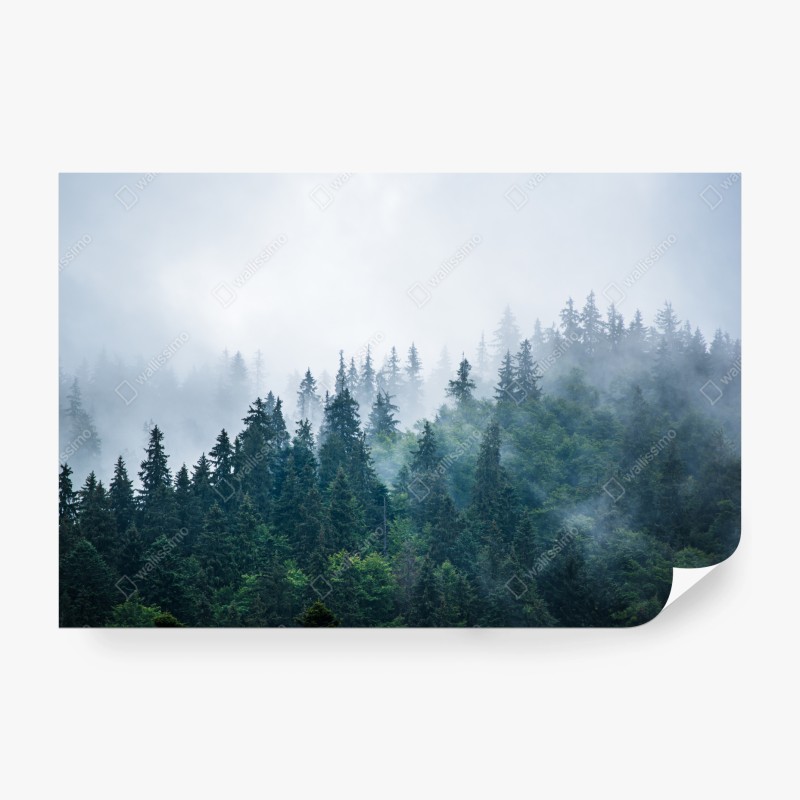 Carta da parati foresta di abeti nella nebbia