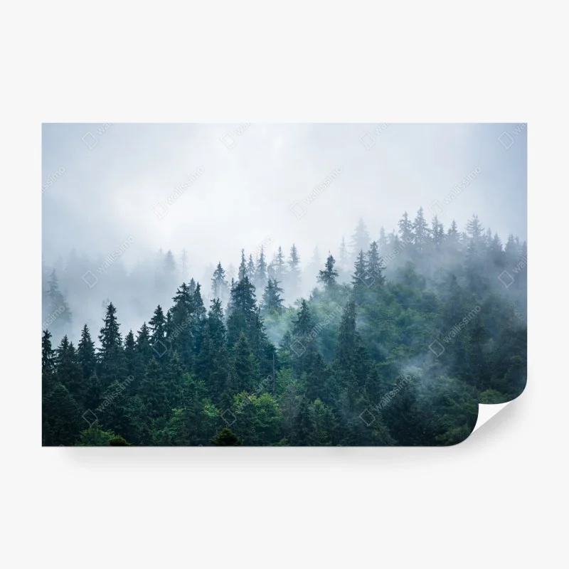 Carta da parati foresta di abeti nella nebbia