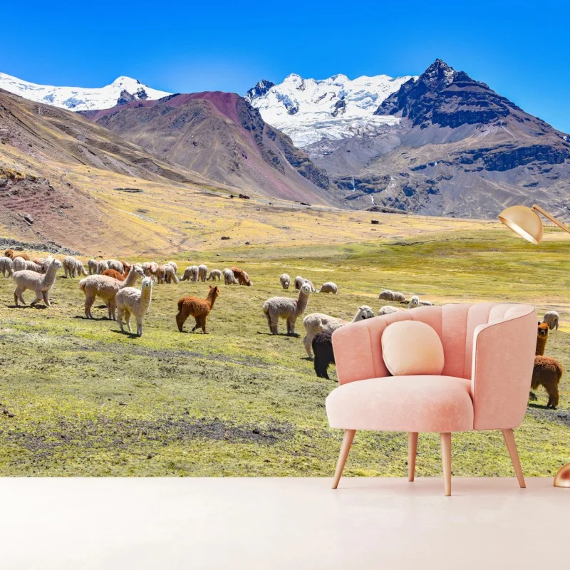 Carta da parati gregge di alpaca e lama ai piedi di Ausangate, Cusco, Perù