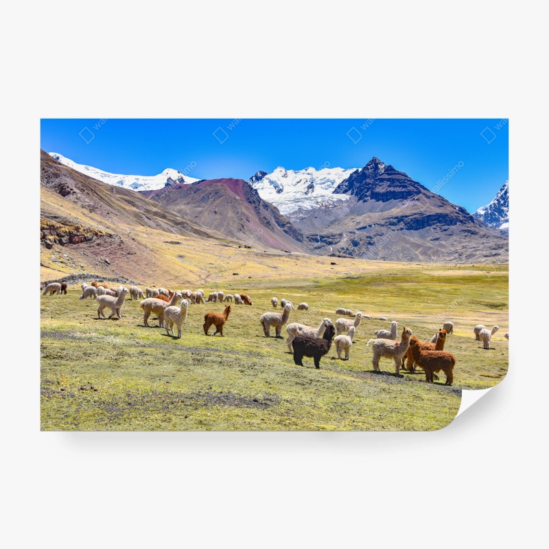 Carta da parati gregge di alpaca e lama ai piedi di Ausangate, Cusco, Perù