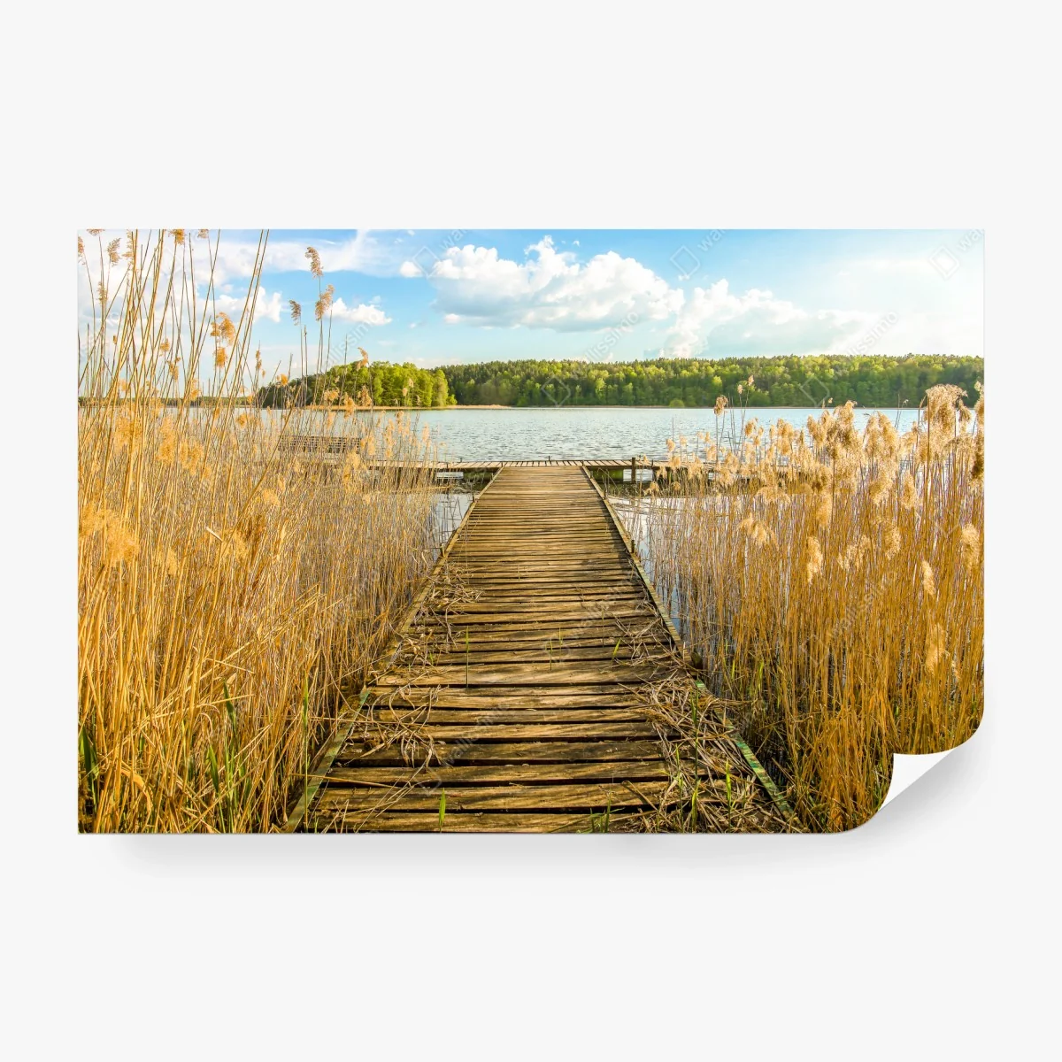 Carta da parati molo tra le canne sul lago • Wallissimo® Carta da parati molo tra le canne sul lago • Wallissimo®