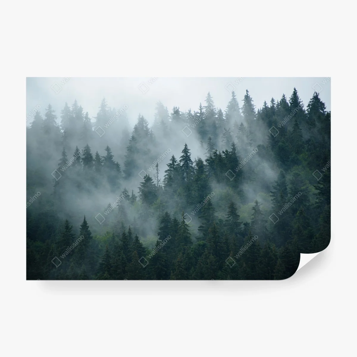 Carta da parati foresta di conifere nella nebbia • Wallissimo® Carta da parati foresta di conifere nella nebbia • Wallissimo®