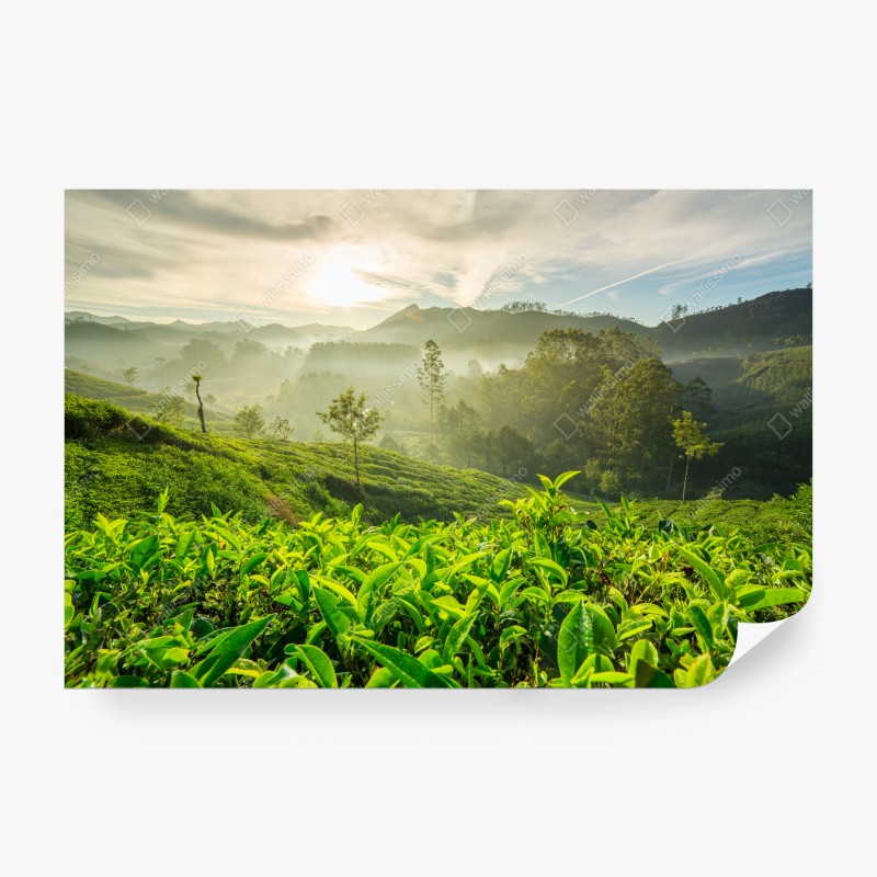 Carta da parati mattina dorata sulle piantagioni di tè a Munnar