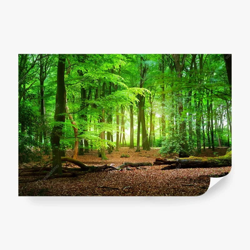 Carta da parati serenità nel bosco verde