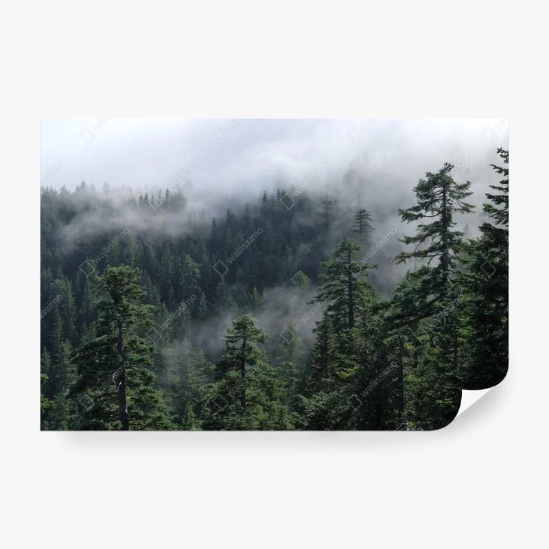 Carta da parati vista nebbiosa della foresta di Larch Mount, Oregon