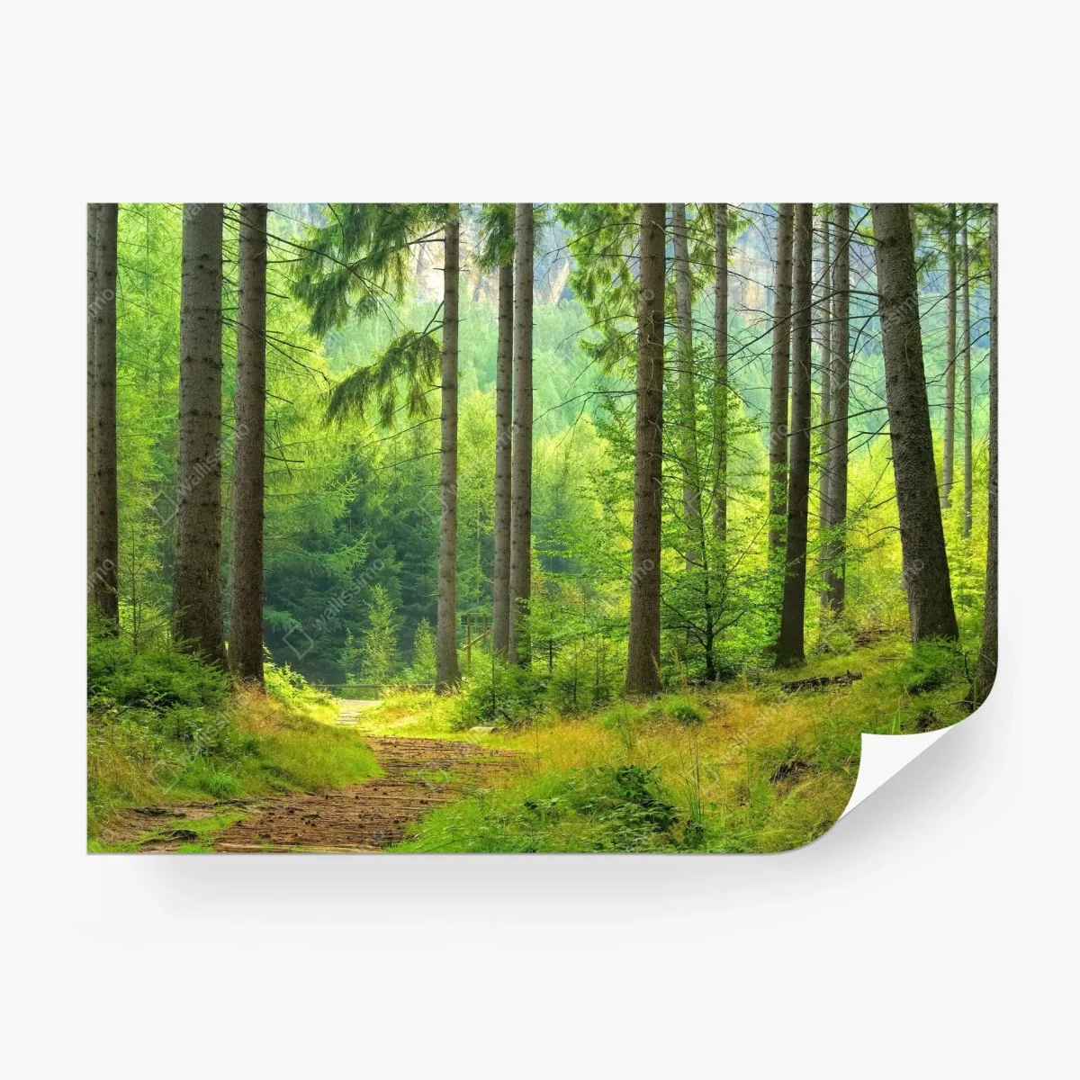 Carta da parati sentiero di luce nella foresta • Wallissimo®