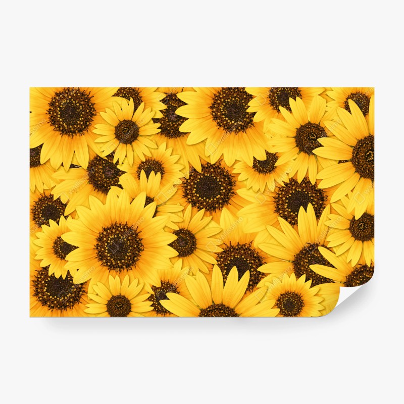 Carta da parati esplosione di girasoli