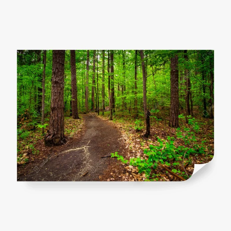 Carta da parati sentiero verde nel bosco