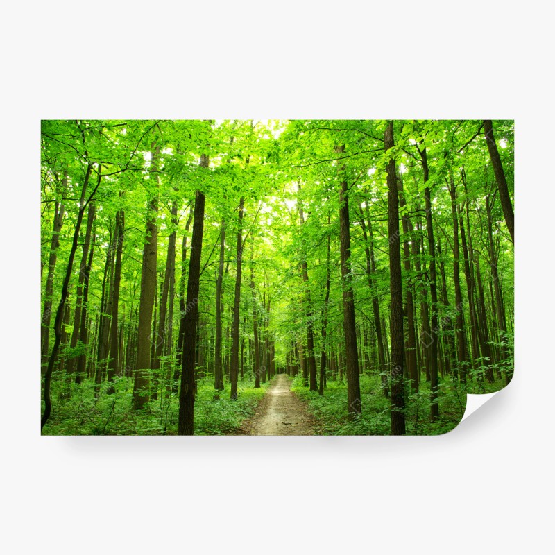 Carta da parati sentiero segreto nella foresta verde
