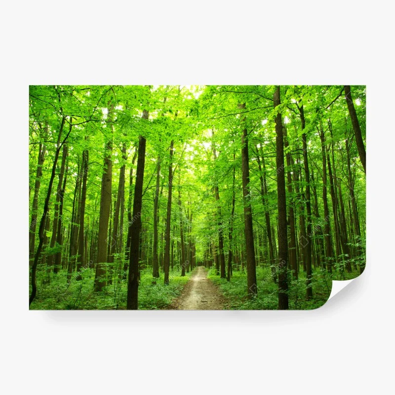 Carta da parati sentiero segreto nella foresta verde