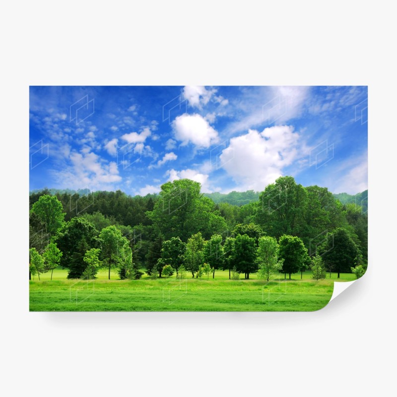Carta da parati panorama estivo di bosco giovane e cielo azzurro