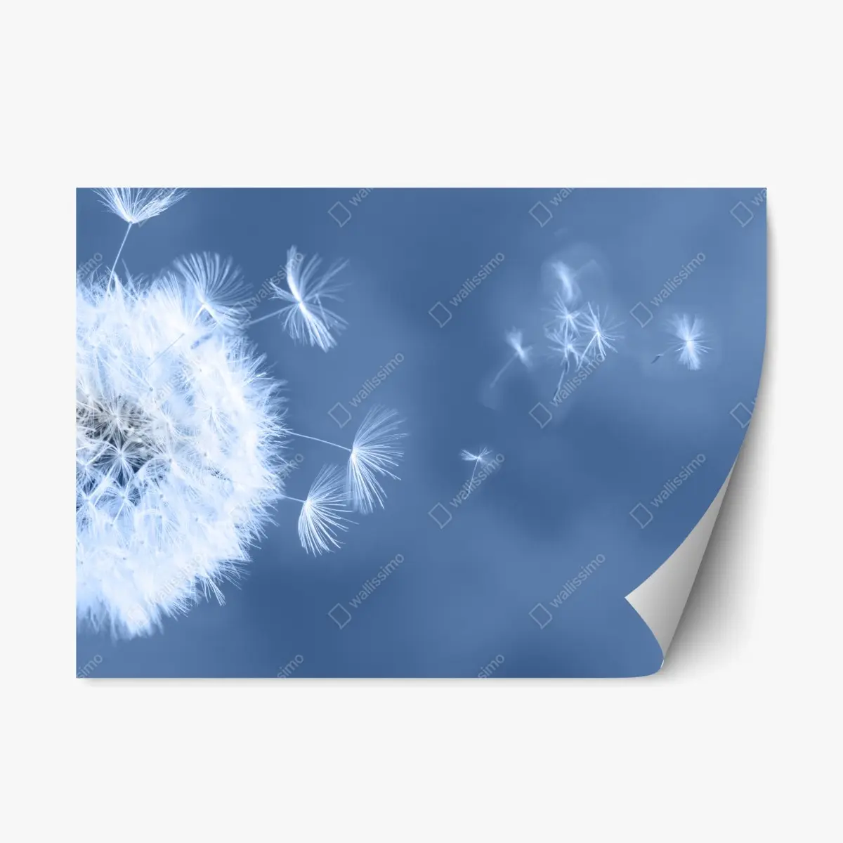 Adesivo riposizionabile soffione effimero su sfondo blu • Wallissimo®