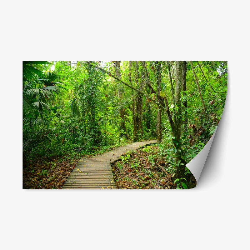 Adesivo riposizionabile sentiero nella foresta pluviale