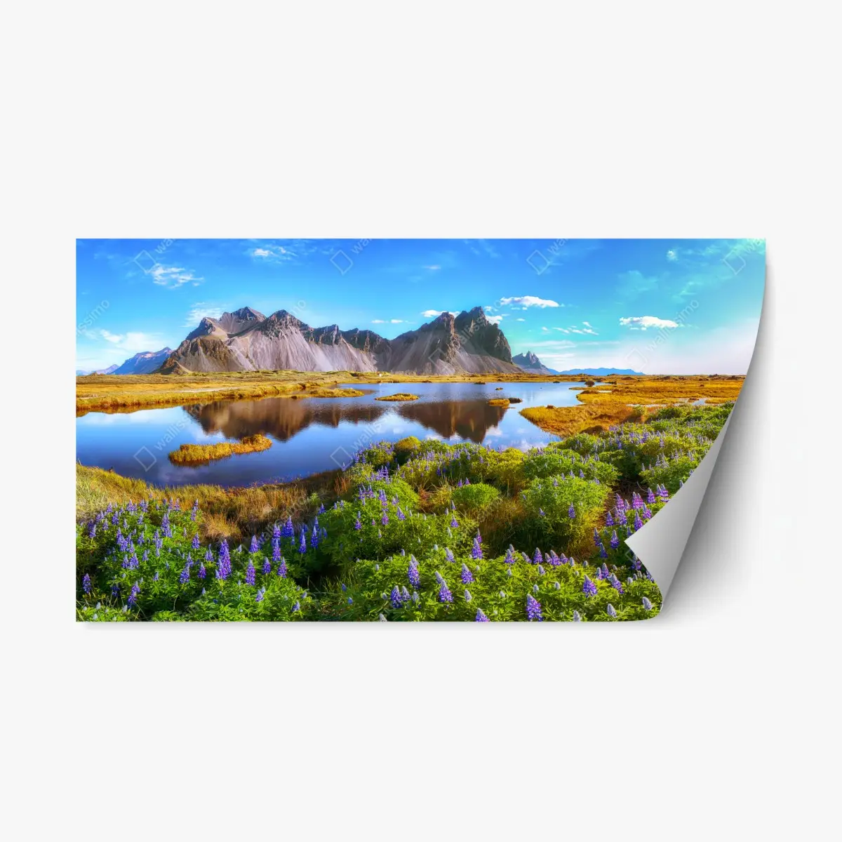 Adesivo riposizionabile paesaggio di lupini a Vestrahorn, Islanda • Wallissimo®