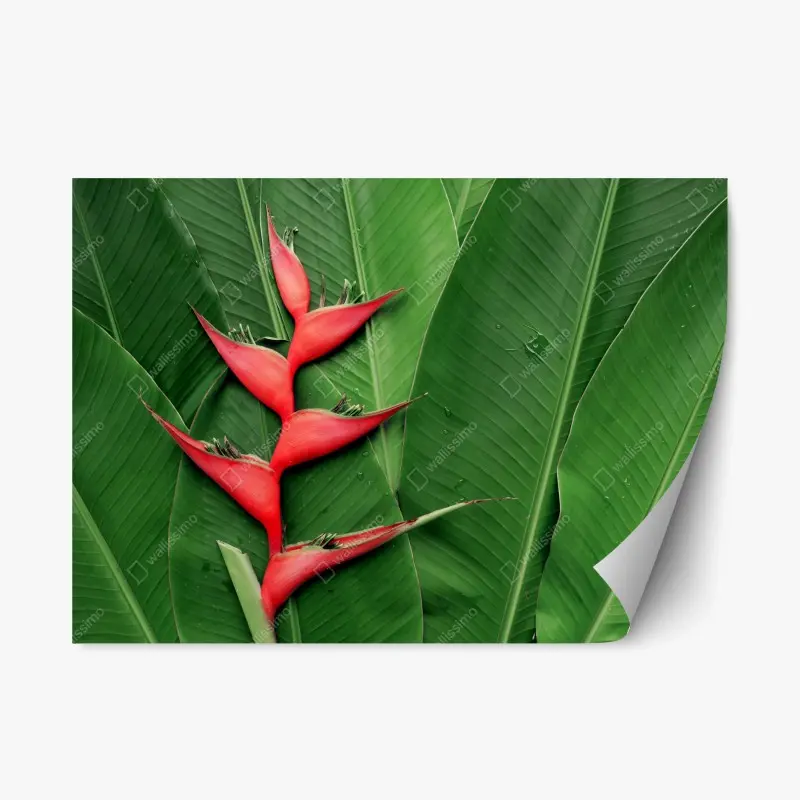 Adesivo riposizionabile heliconia: contrasto rosso su foglie tropicali • Wallissimo® Adesivo riposizionabile heliconia: contrasto rosso su foglie tropicali • Wallissimo®