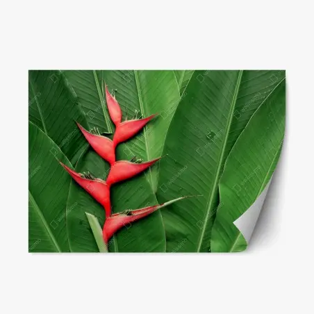 Adesivo riposizionabile heliconia: contrasto rosso su foglie tropicali • Wallissimo®