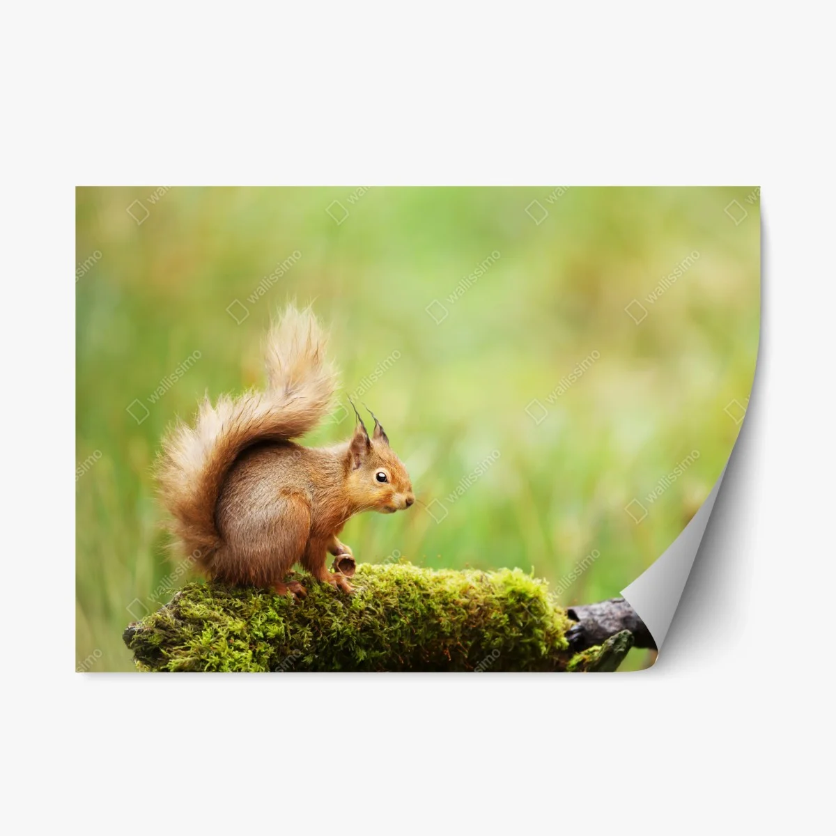 Adesivo riposizionabile scoiattolo rosso nel bosco • Wallissimo® Adesivo riposizionabile scoiattolo rosso nel bosco • Wallissimo®