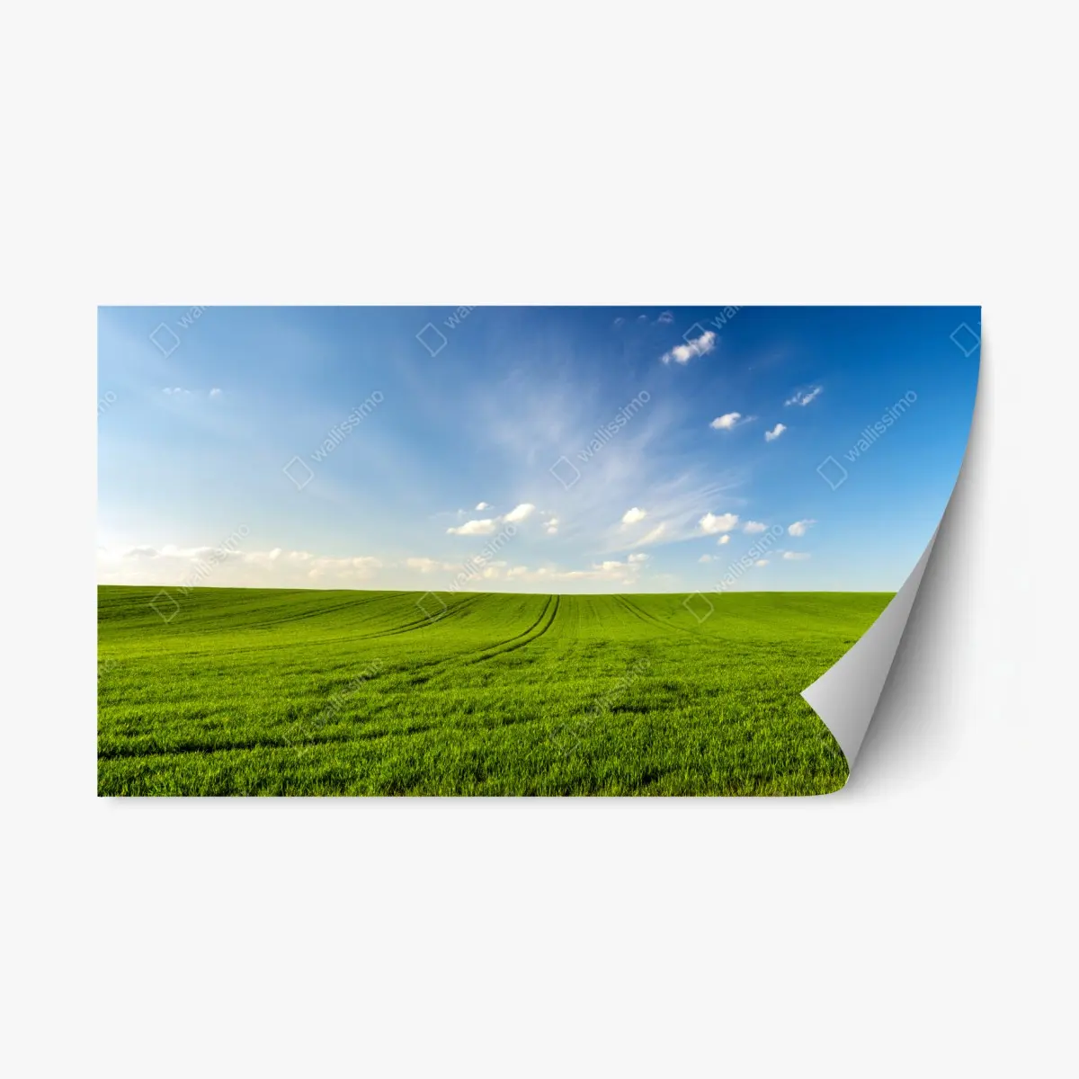 Adesivo riposizionabile panorama primaverile campo di grano verde • Wallissimo®