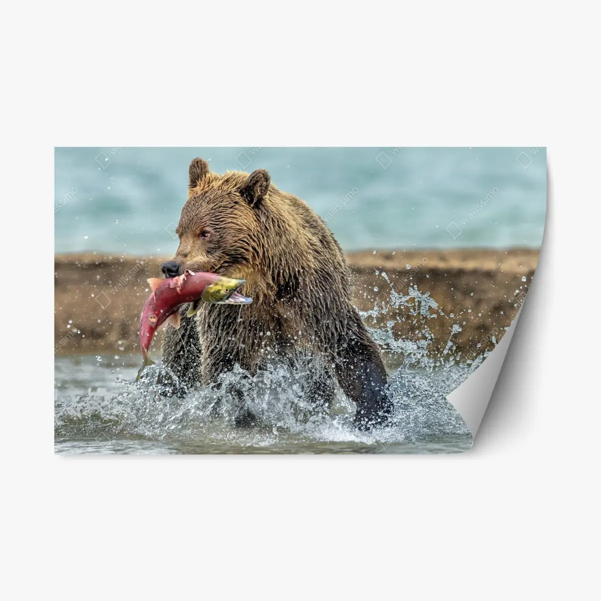 Adesivo riposizionabile orso bruno in azione con un salmone • Wallissimo®