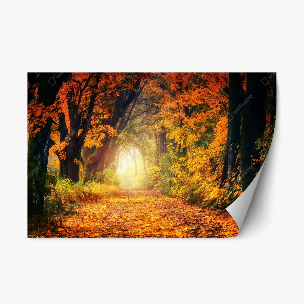 Adesivo riposizionabile incantevole sentiero d'autunno • Wallissimo®