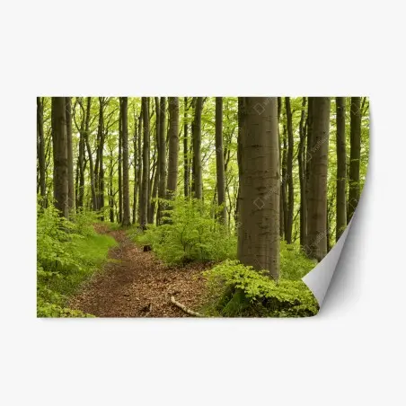 Adesivo riposizionabile sentiero nel bosco verde • Wallissimo®