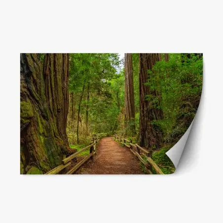 Adesivo riposizionabile sentiero nella foresta di sequoie • Wallissimo®