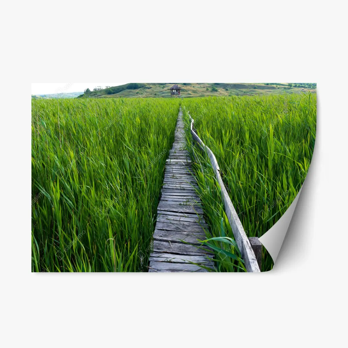 Adesivo riposizionabile sentiero di legno nel canneto • Wallissimo®
