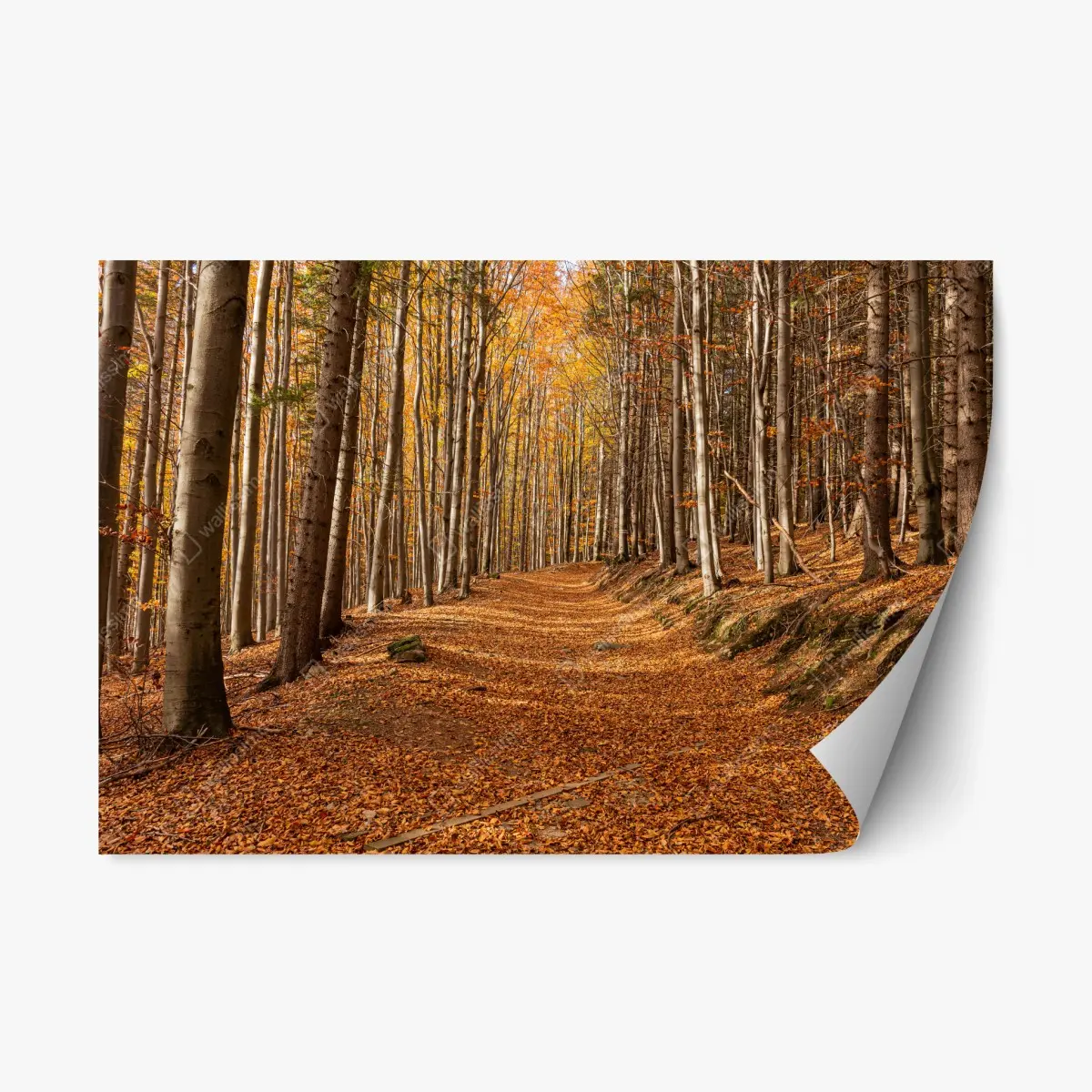 Adesivo riposizionabile sentiero d'autunno nel bosco dorato • Wallissimo®