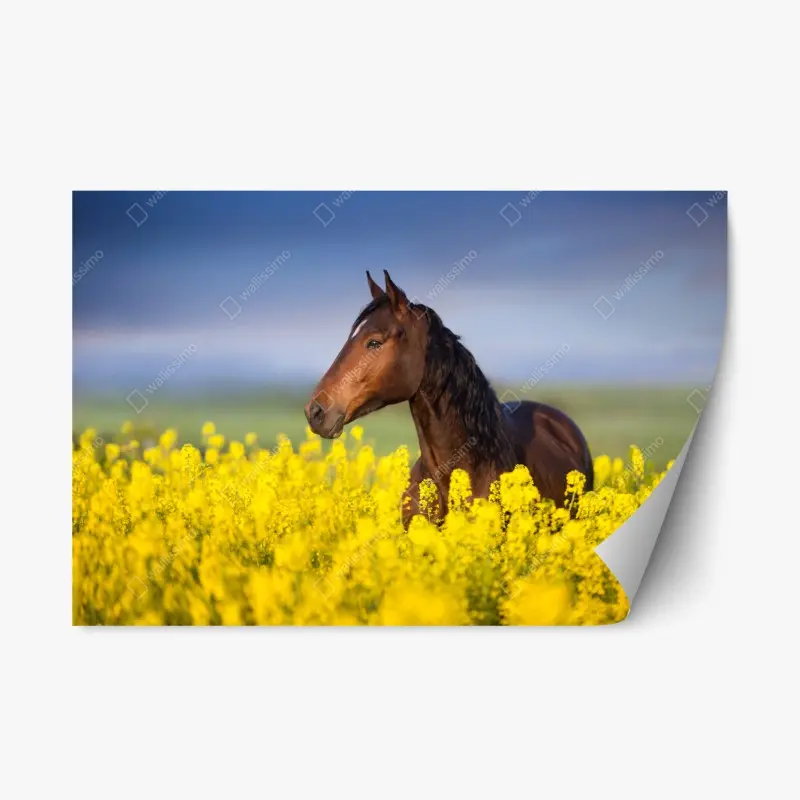 Adesivo riposizionabile cavallo baio tra i fiori di colza