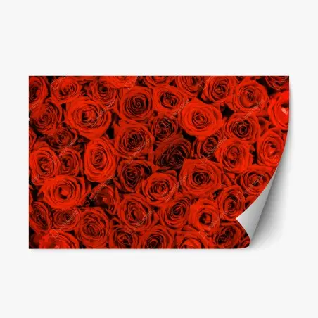 Adesivo riposizionabile sinfonia di rose rosse • Wallissimo®
