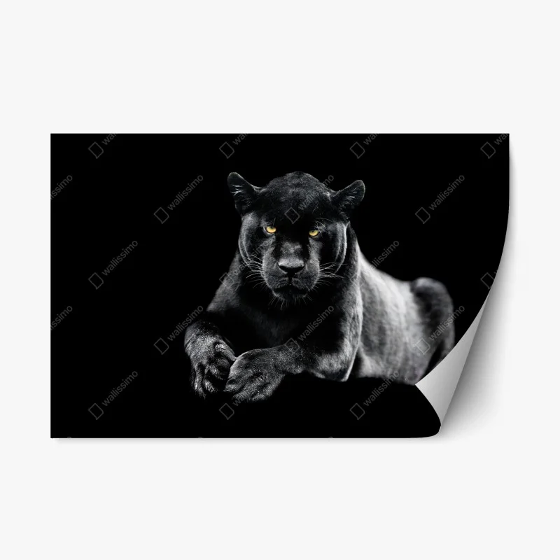 Adesivo riposizionabile sguardo maestoso della pantera nera