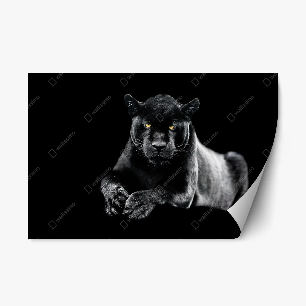 Adesivo riposizionabile sguardo maestoso della pantera nera • Wallissimo® Adesivo riposizionabile sguardo maestoso della pantera nera • Wallissimo®