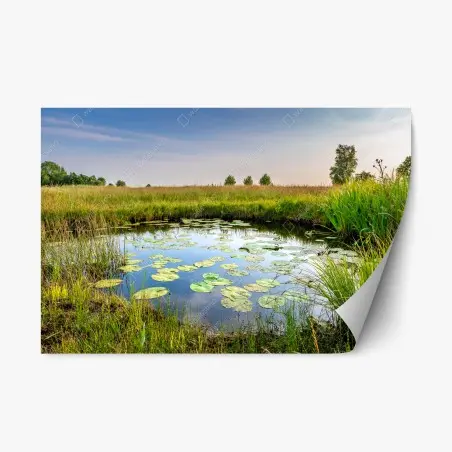 Adesivo riposizionabile riflessi sullo stagno di ninfee • Wallissimo®