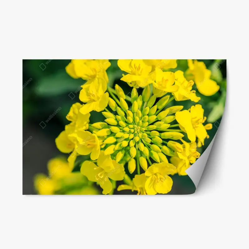Adesivo riposizionabile fiore di colza in primo piano dai toni vivaci