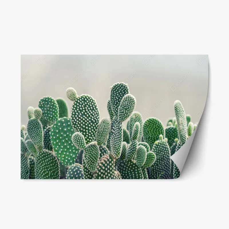 Adesivo riposizionabile texture di opuntia: stampa botanica verde
