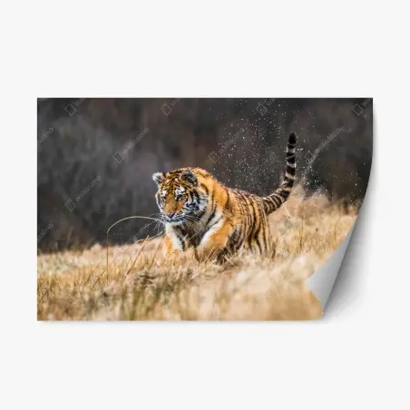 Adesivo riposizionabile tigre siberiana in corsa tra le betulle • Wallissimo®