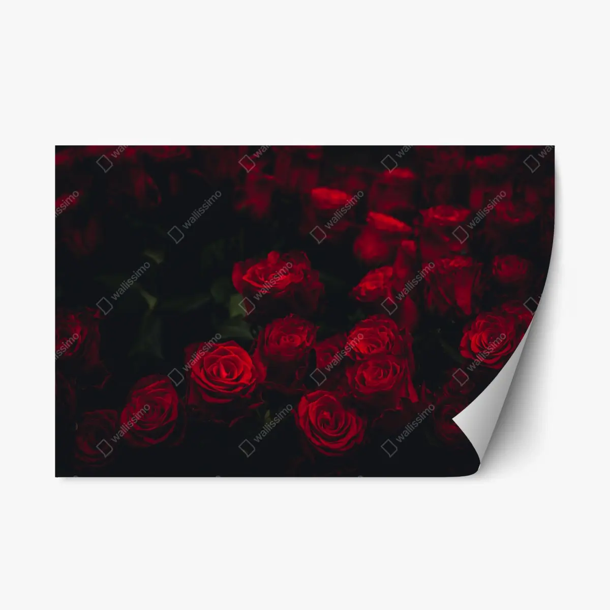 Adesivo riposizionabile composizione di rose rosse su sfondo scuro • Wallissimo®