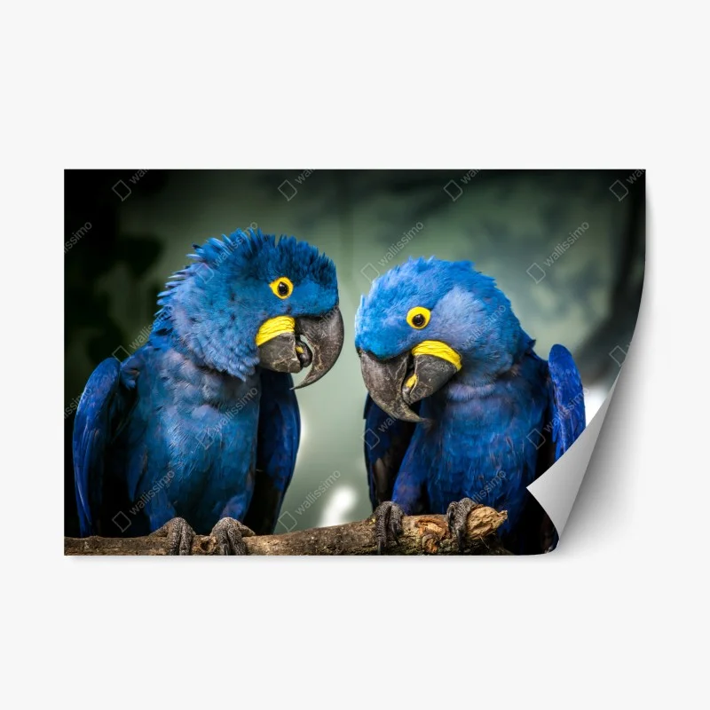 Adesivo riposizionabile duetto di ara giacinto su ramo