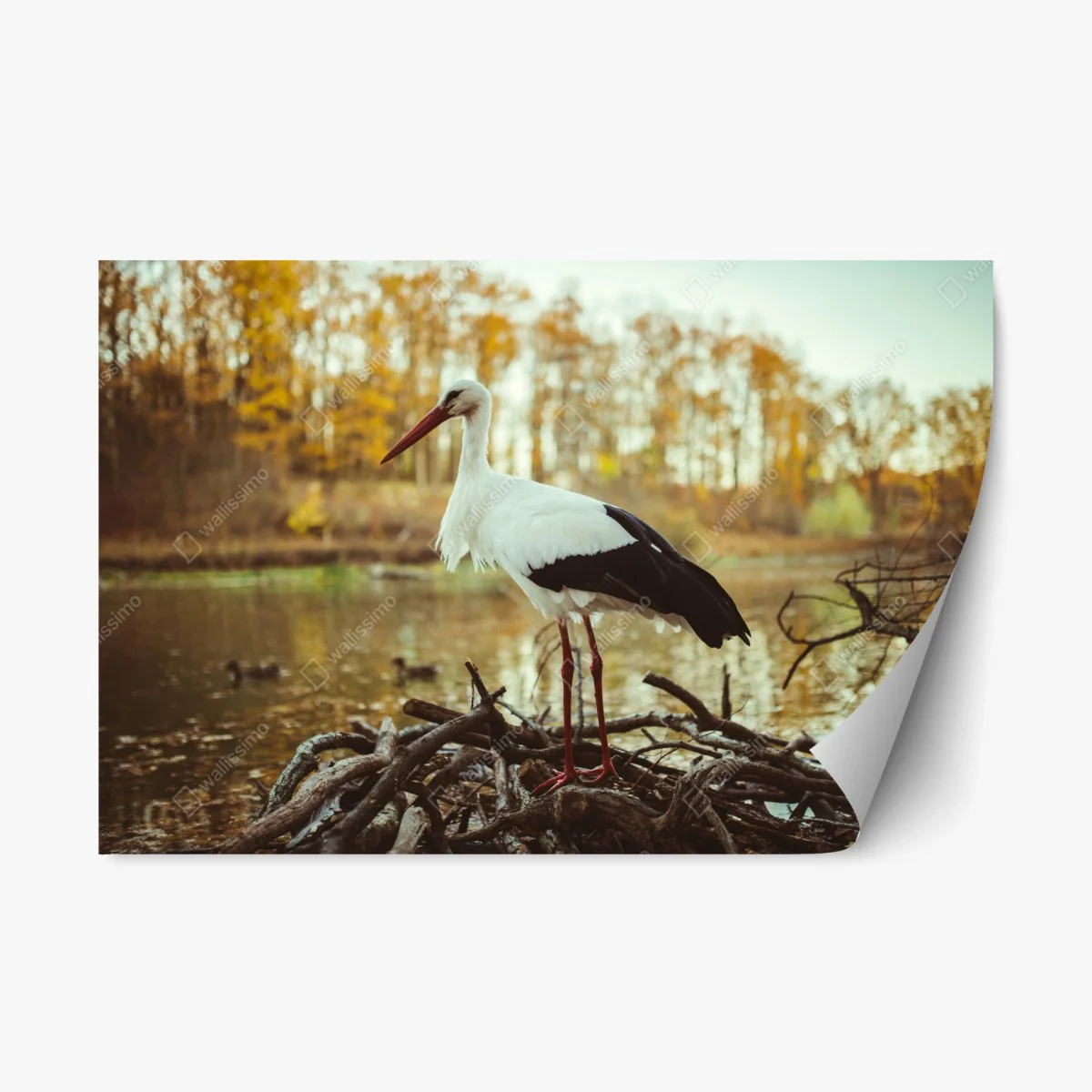 Adesivo riposizionabile cicogna solitaria al lago in autunno • Wallissimo® Adesivo riposizionabile cicogna solitaria al lago in autunno • Wallissimo®