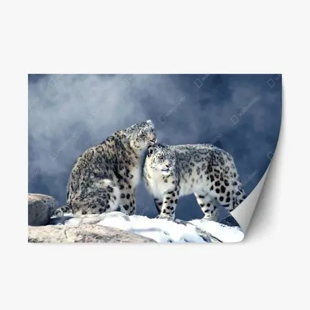 Adesivo riposizionabile intimità alpina: leopardi delle nevi in coppia • Wallissimo®