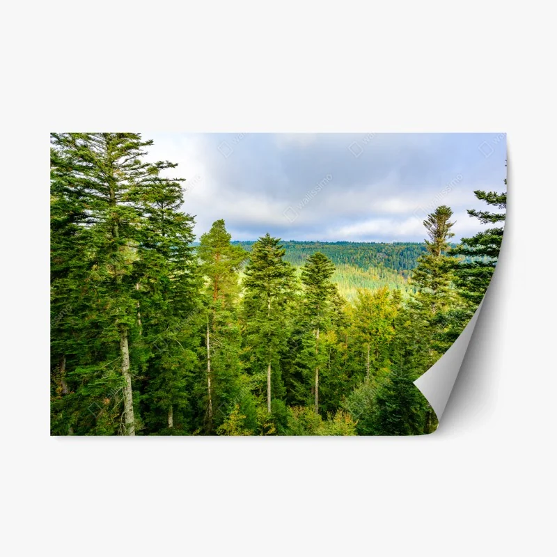 Adesivo riposizionabile panorama autunnale della Foresta Nera