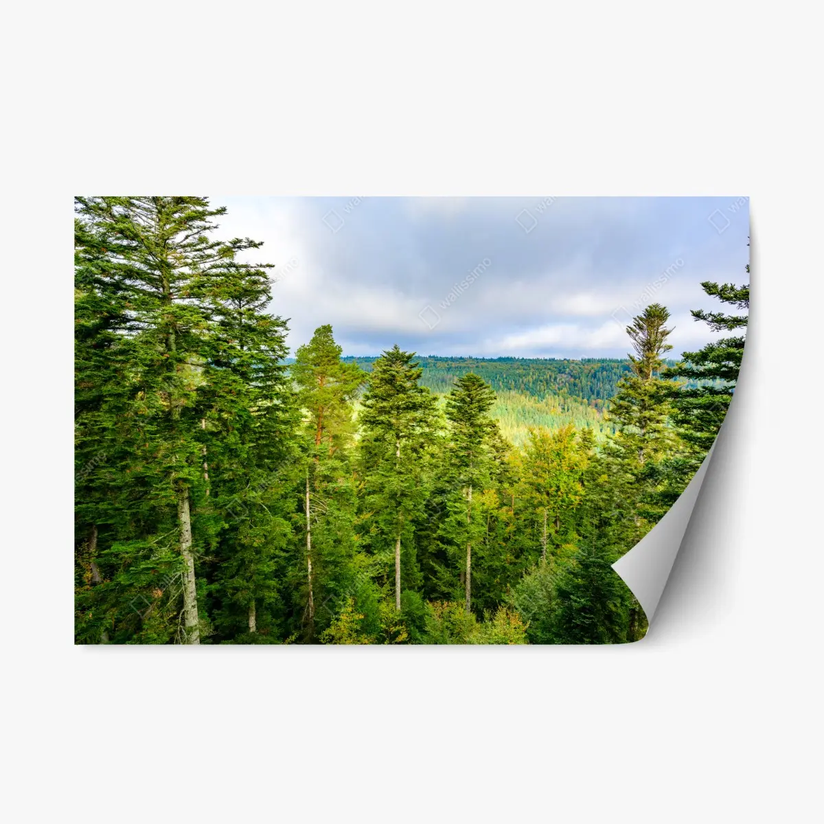 Adesivo riposizionabile panorama autunnale della Foresta Nera • Wallissimo®