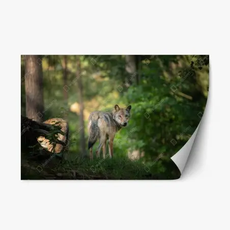Adesivo riposizionabile sguardo del lupo nella foresta • Wallissimo®