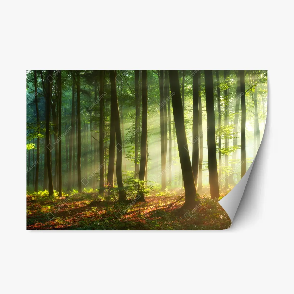 Adesivo riposizionabile mattina dorata nel bosco • Wallissimo®