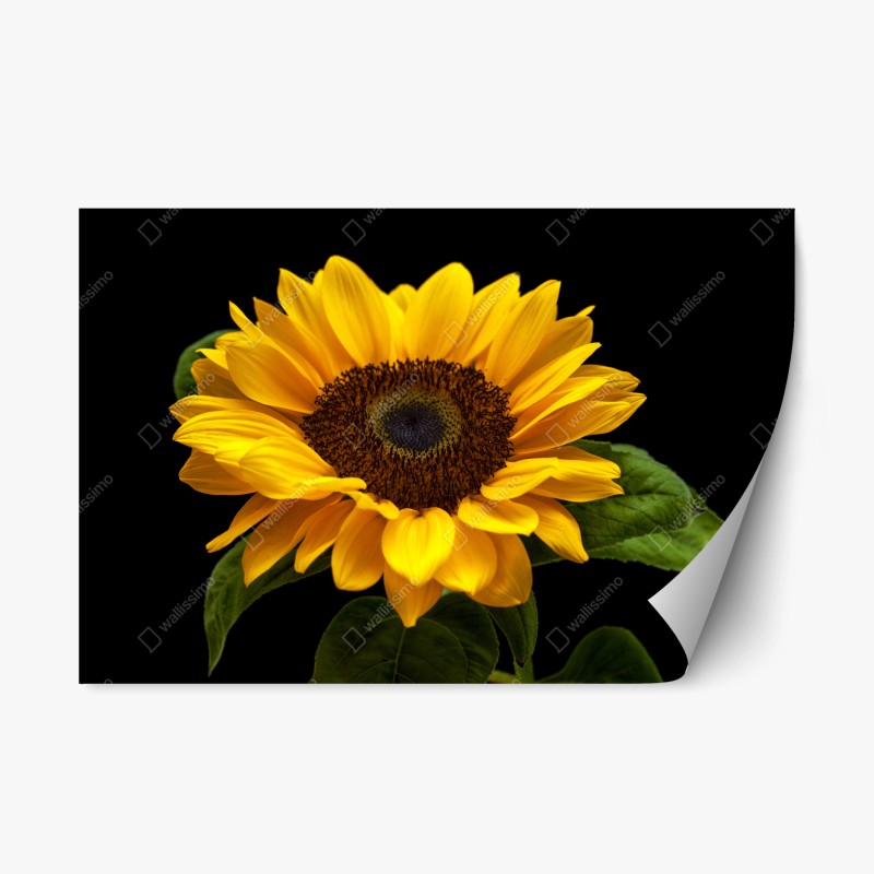 Adesivo riposizionabile girasole solare su sfondo nero