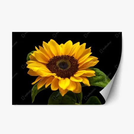 Adesivo riposizionabile girasole solare su sfondo nero • Wallissimo®