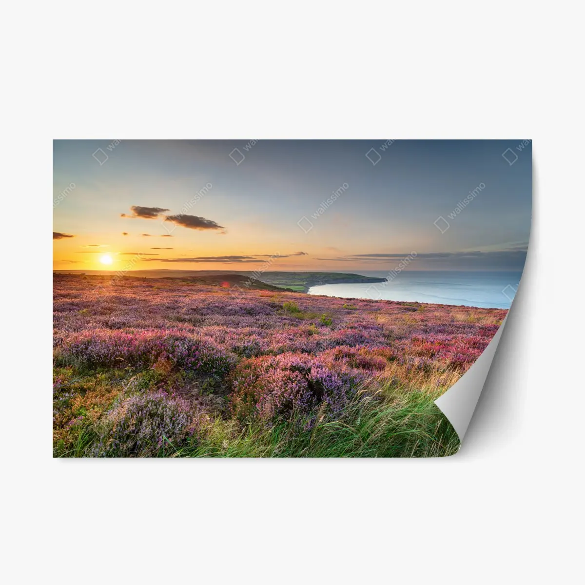 Adesivo riposizionabile tramonto sulla brughiera dei North York Moors sopra Ravenscar con vista su Robin Hood's Bay • Wallissimo® Adesivo riposizionabile tramonto sulla brughiera dei North York Moors sopra Ravenscar con vista su Robin Hood's Bay • Wallissimo®